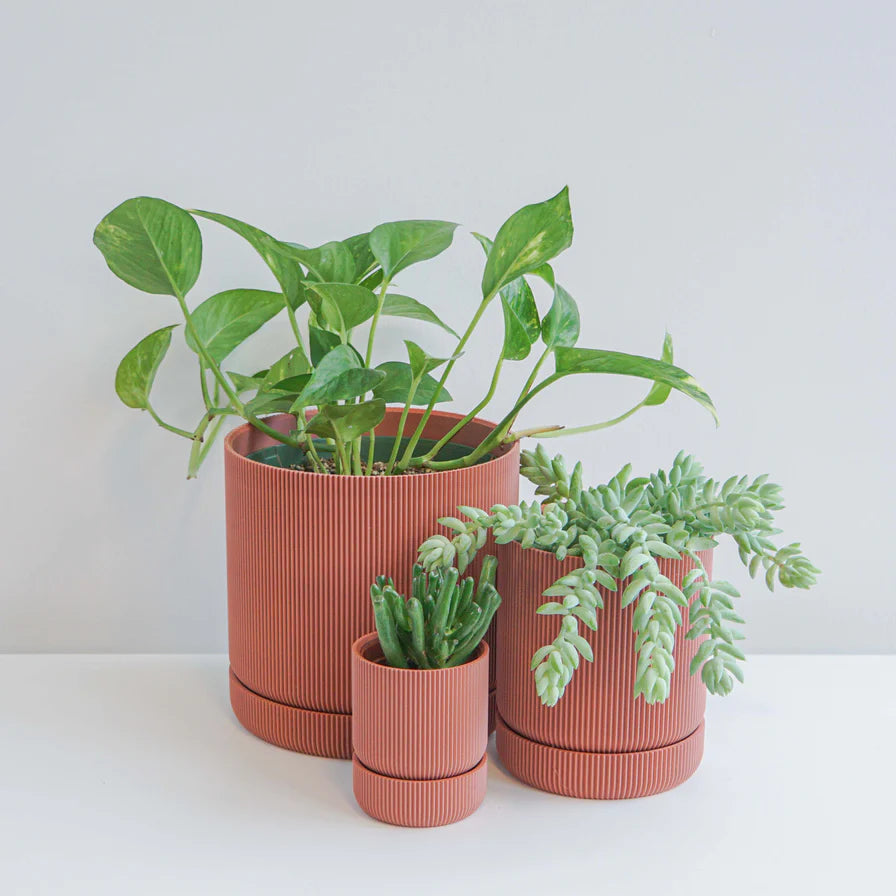 Conifer Homewares - Hemlock Planters