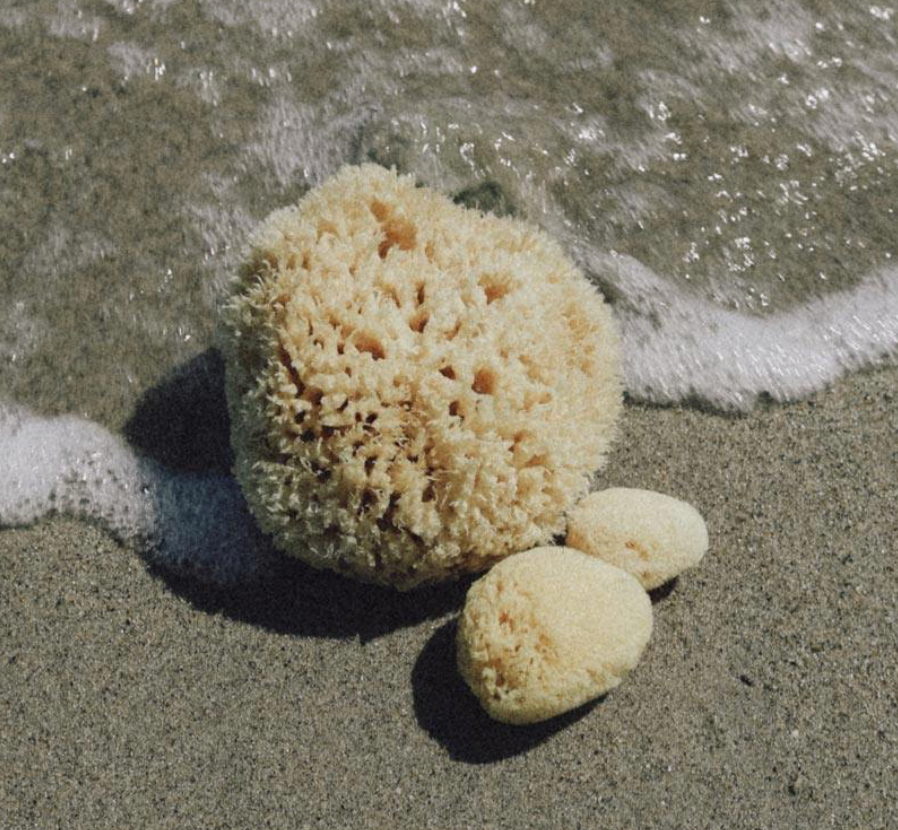 Well Kept Sea Sponges