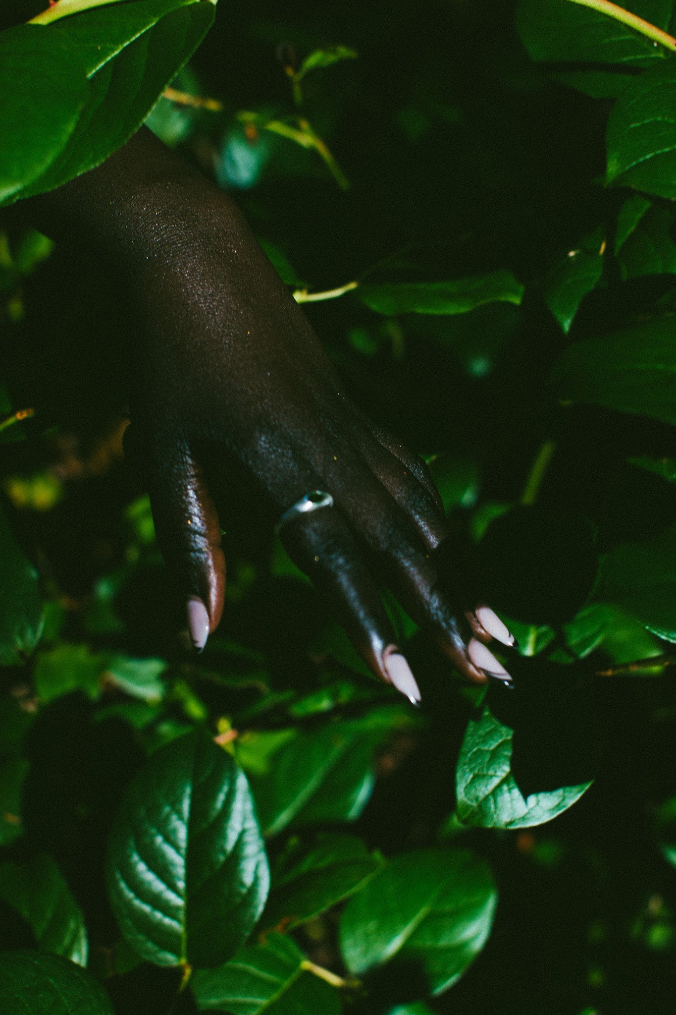 A close-up of a hand with long pale pink manicured nails and a silver ring, reaching through dark green leaves.