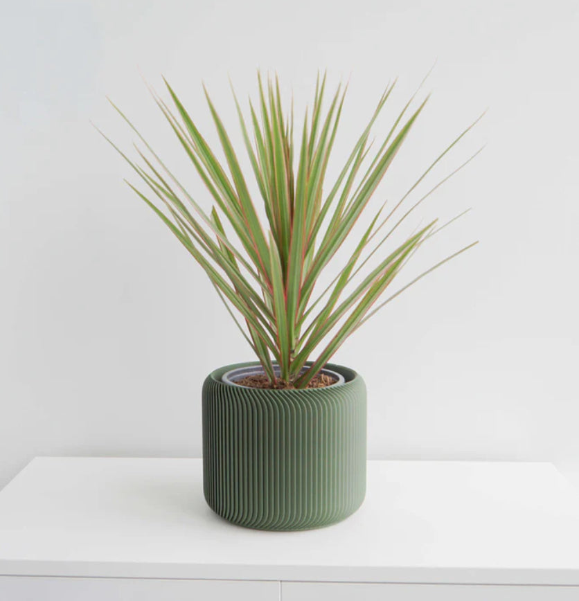 Conifer Pine Planters